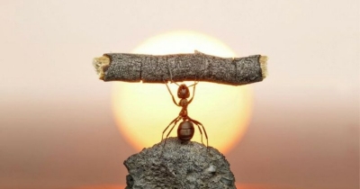 5 LIFE LESSONS WE CAN LEARN FROM ANTS