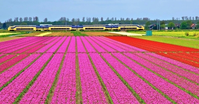 Bird's-Eye View of Holland's Stunning Tulip Fields
