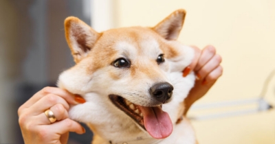 Doge coin Drops 35% as Dogethereum Sentiment Wears Off