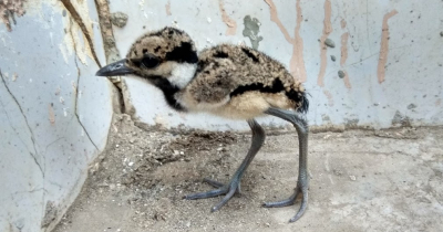Red-Wattled Lapwing Baby