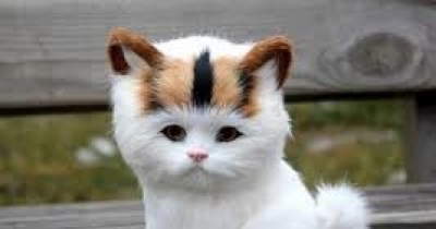 WORLD CUTESS CAT----Grumpy 